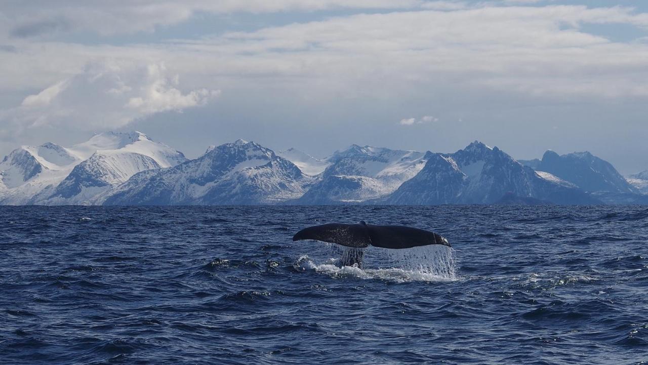 Prima Lofoten Myrland Exterior foto