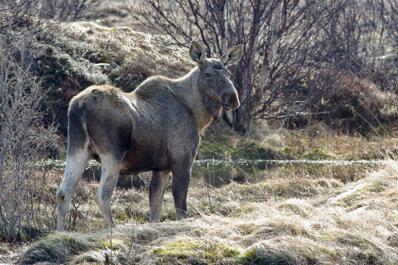 Prima Lofoten Myrland Exterior foto